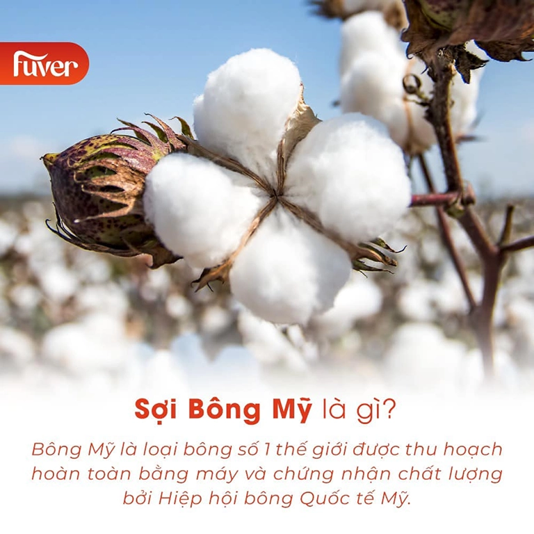 công ty sản xuất khăn bông cao cấp Fuver sử dụng nguyên liệu cotton USA
