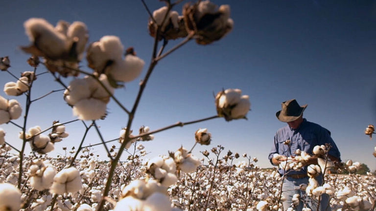 Cotton USA là gì? Nguồn gốc, đặc điểm và ứng dụng